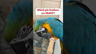 Opening Bird Pin Feathers Which Pins Are Ready? Comparison #parrot #care Opening Bird Pin Feathers Which Pins Are Ready? Comparison #parrot #care