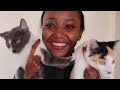 Keeping my home fresh with kittens  wabosha maxine