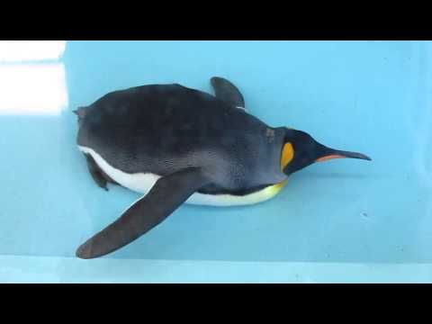 A fat penguin
