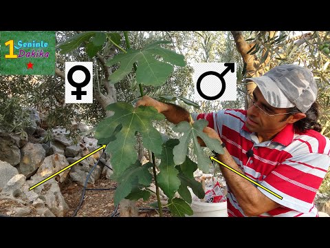 Video: Knifeleaf Akasya Ağacı Nedir: Knifeleaf Wattle Büyütme İpuçları