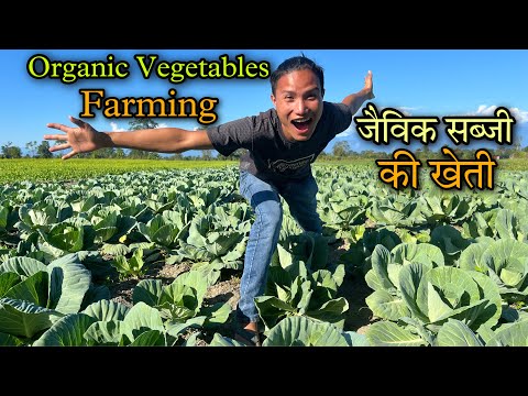 Organic Vegetables Farming in Village || जैविक सब्जी की खेती ||