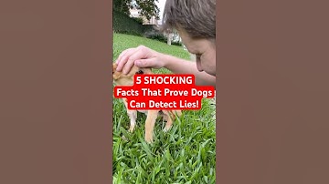5 SHOCKING Facts That Prove Dogs Can Detect Lies