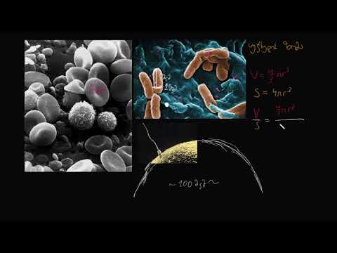 უჯრედის ზომა