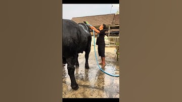Sapi simental sapi brahman sapi limosin sapi bali sapi madura #shorts #sapi
