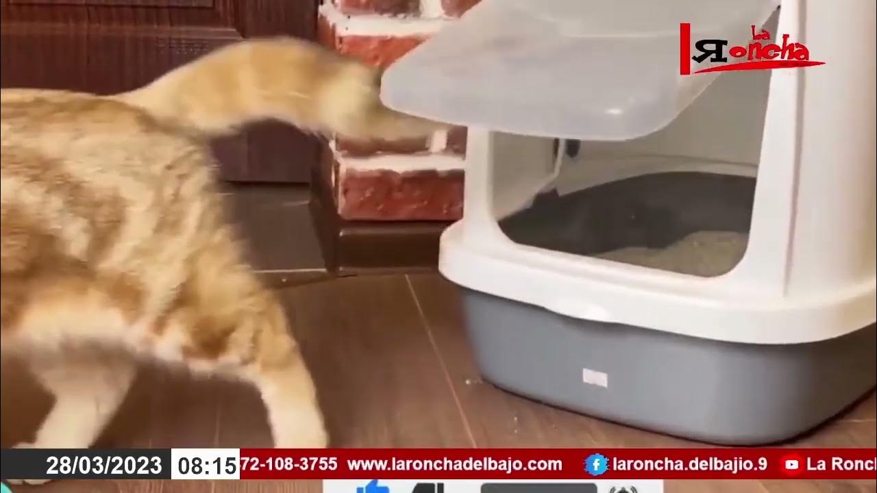 Los Mejores Videos de Gatos Chistosos 2023 #485 