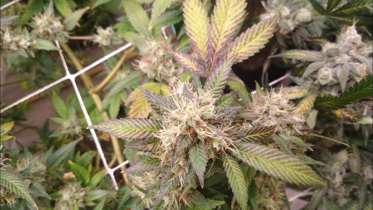 week #8 of flower 56 days and counting