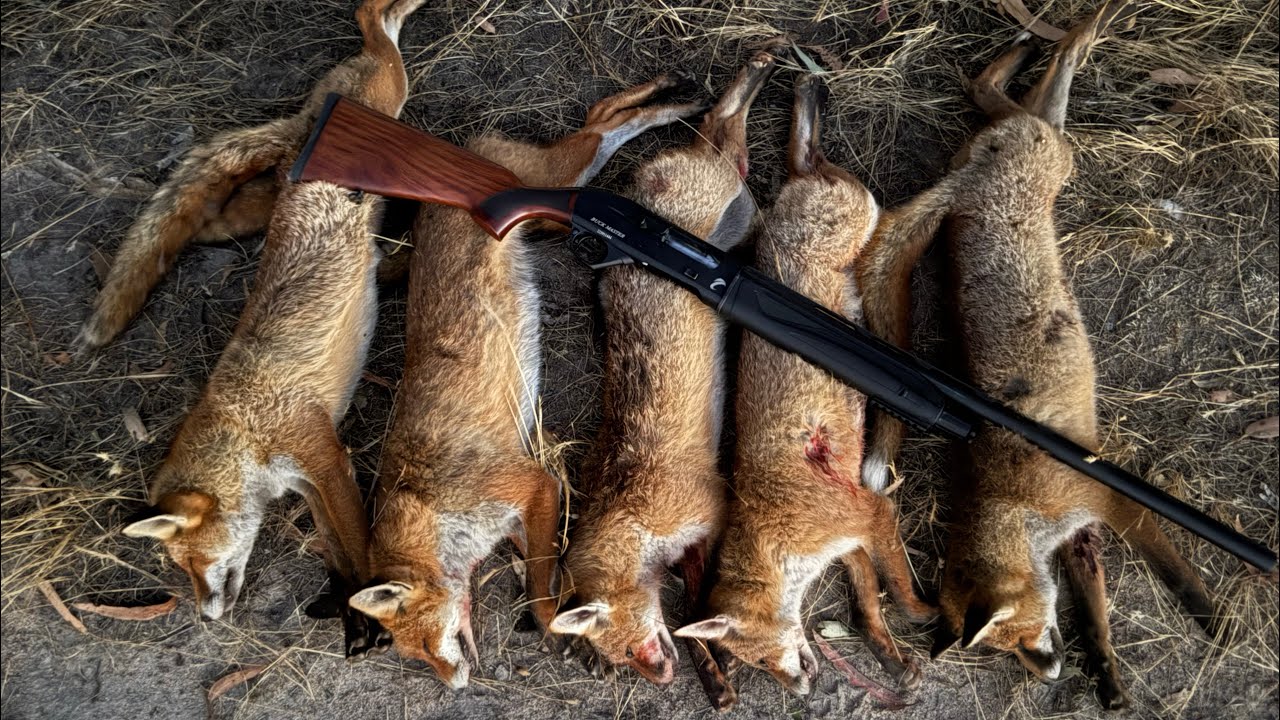 Fox Whistling with a “DANGEROUS FIREARM” - YouTube