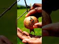 the dried fruit shell where a small bird is hidden #shorts
