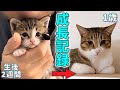 生後2週間でお迎えした甘えん坊猫が1歳になるまでの成長記録【保護猫】