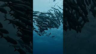 Download Lagu Komodo Schooling Fish #scubadiving #music #trending #nature #gopro #indonesia #coraltriangle #reef MP3