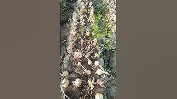 Damaged Caused by the Fall Army Worm #shorts