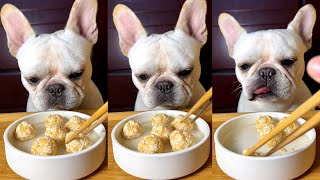 French bulldog asmr is eating chicken nuggets