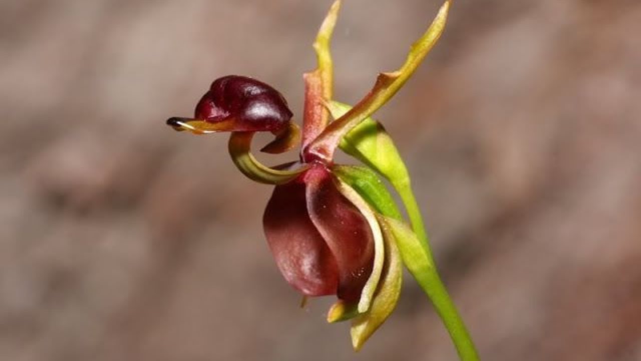 10 Plantes Exotiques Uniques Dans Le Monde - thptnganamst.edu.vn