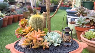 Desert Inspired Succulents and Cactus Arrangement