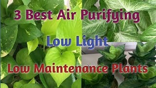 3 Best Air Purifying, Low Maintenance Indoor Plants /NASA approved Air Purifying indoor plants