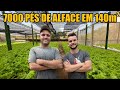 EM PEQUENO ESPAÇO ELELES PRODUZEM MUITO - CONTATO DA HORTA 16 99392-9311