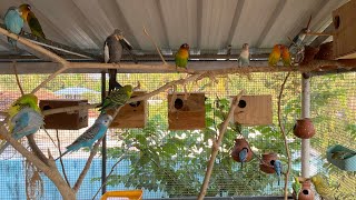 Terrace aviary | summer | hot summer | aviary in summer | terrace aviary in summer heat | love birds