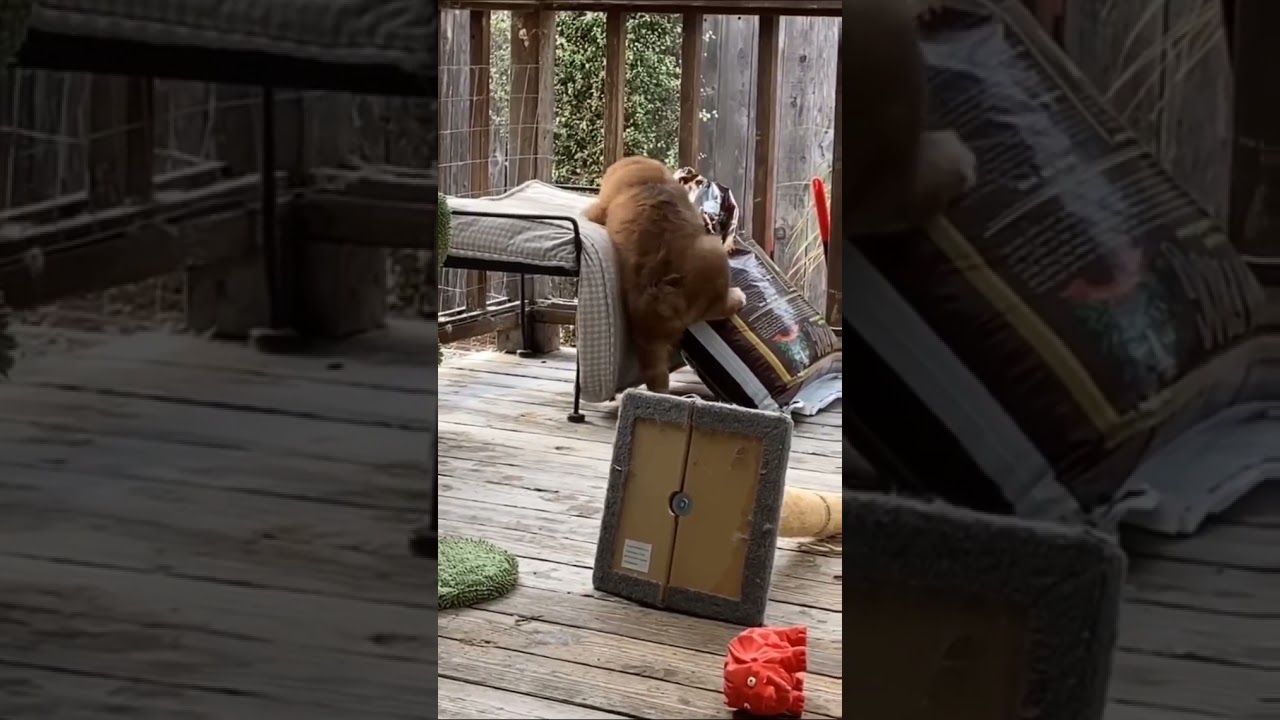 Dog Is Try To Sit On His Bed||fun 