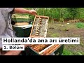 Ana arı üretim videoları 1. Bölüm - Hollanda'da arıcılık