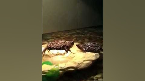 Alligator Snapping Turtle Unboxing