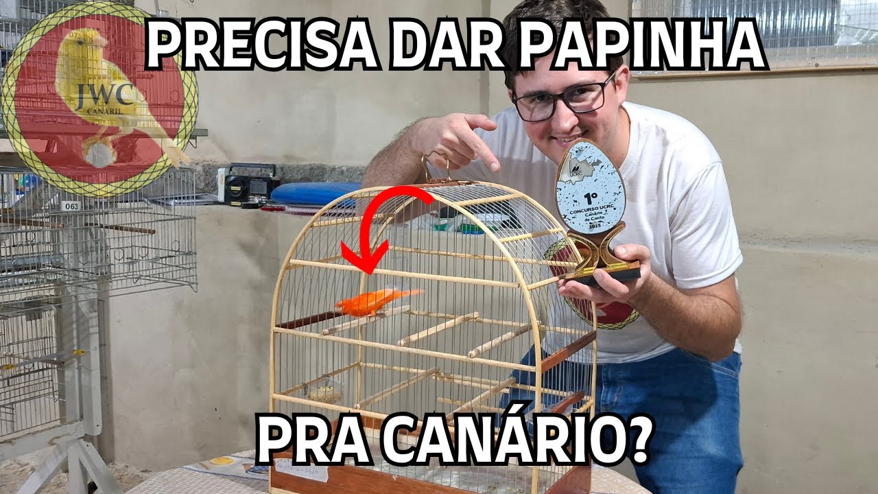 OFERECER PAPINHA PRA FILHOTE DE CANÁRIO? NÓS FAZEMOS? 