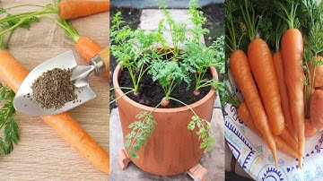 Genius way to sow carrots thinning or weeding from seed to harvest