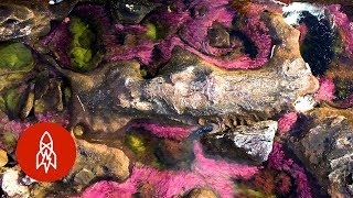 Float Along Colombias Rainbow River