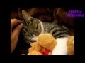 Cats also love teddy bears  -  Кошки тоже любят плюшевых медведей