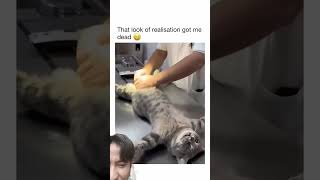 Sad cat #cat #funny #cute