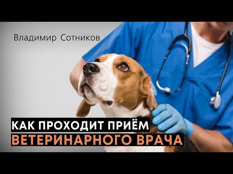 Как проходит приём ветеринарного врача