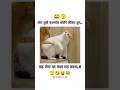 लोग तुम्हें कामचोर बोलेंगे लेकिन तुम...#cute #cat #shortsfeed #shortsvideo #shorts #memes #funny