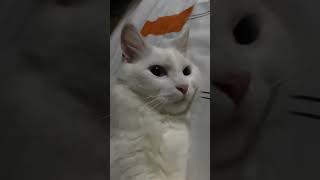 잠 | 치치의 평화로운 낮잠 시간 💤
