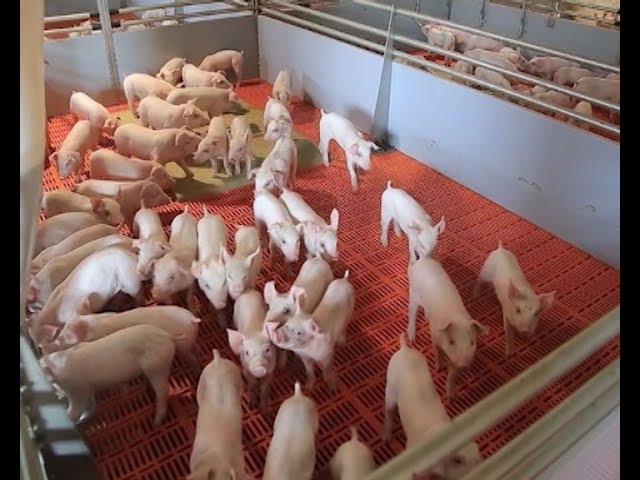 Ветеринары обеспокоены угрозой заноса на территорию Свердловской области африканской чумы свиней