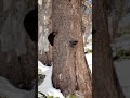 Pine marten chasing squirrel Second Tree