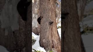 Pine marten chasing squirrel Second Tree