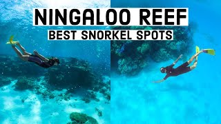 Ningaloo Reef's BEST Snorkel Spots! Exmouth Snorkelling - Western Australia Guide