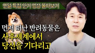 먼저 떠난 반려동물은 사후세계에서 당신을 기다리고 있다 | 반려동물의 놀라운 사후세계