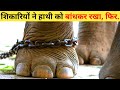 इन्सानों ने जब जानवरों की जान बचाई | Insan ne Bachai Janwar ki Jaan | animal rescue hindi