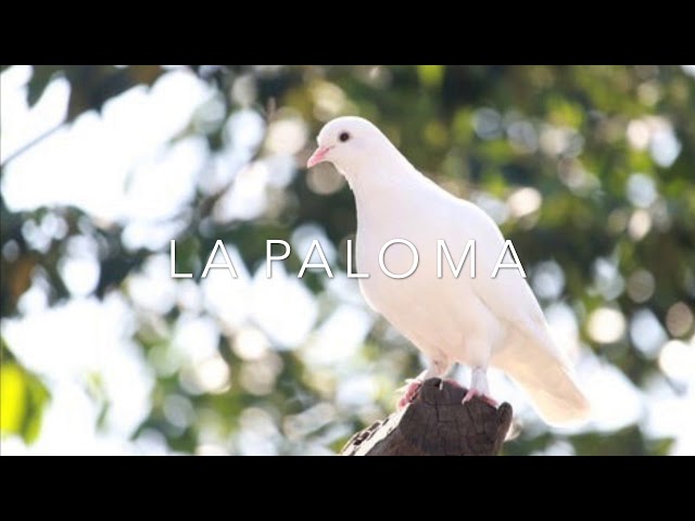 LA PALOMA-Nelson Laredo class=