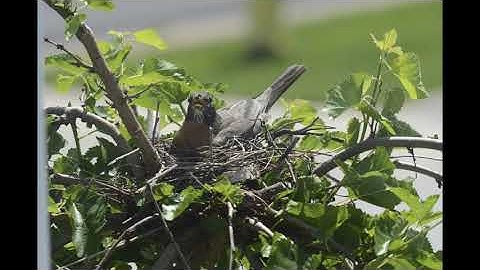 Robin Nest Timelapse
