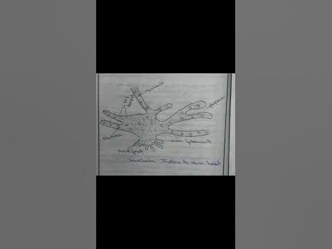 Vaucheria Diagram - YouTube