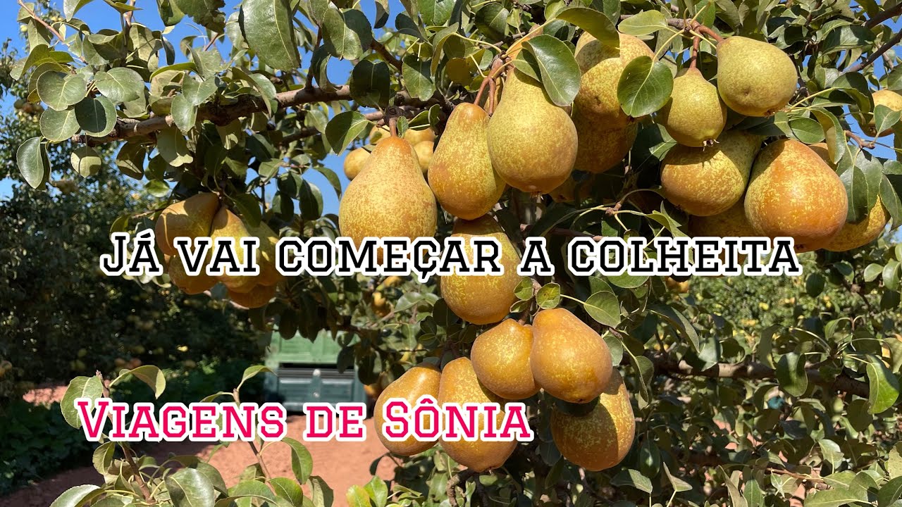 Chegando a temporada de colheita dás pêras,nessa época vc faz uma grana extra