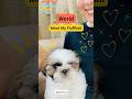 When we met THE dog