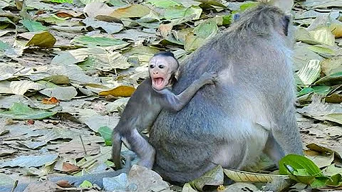 Ho! Baby monkey JINX cries almost shocked!