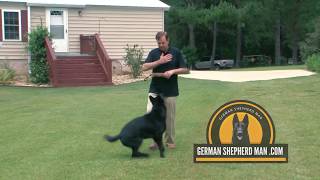 Solid Black German Shepherd, Sergeant The Super Dog, Working line German Shepherd