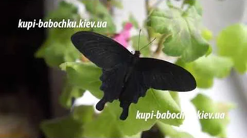 Бабочка Парусник Коцебу (Pachliopta Kotzebuea)