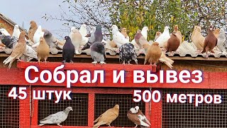 Box of pigeons who won't fly