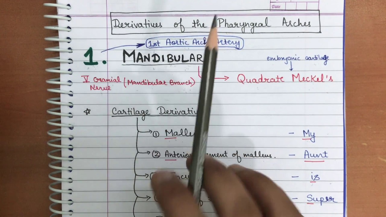 Pharyngeal Arch Mnemonic - Part 1 - YouTube