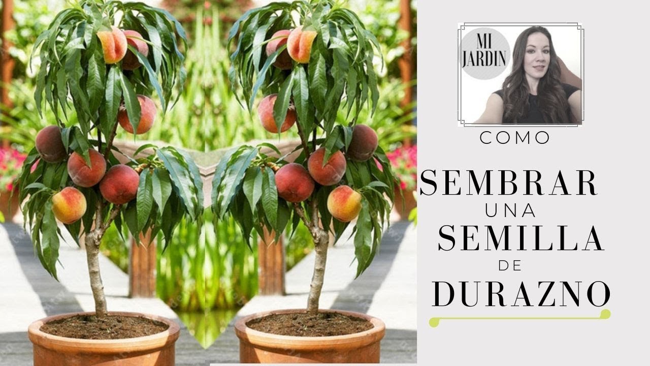 COMO SEMBRAR UNA SEMILLA DE DURAZNO..!! la manera mas sencilla y efectiva YouTube COMO SEMBRAR UNA SEMILLA DE DURAZNO..!! la manera mas sencilla y efectiva YouTube
