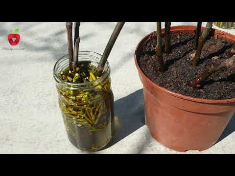 Видео: Приготвяне на вода от върба: вкореняване на растения във вода от върба